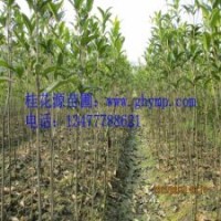 苗圃桂花樹苗批發(fā)100-120CM金桂、銀桂、八月桂300珠包郵