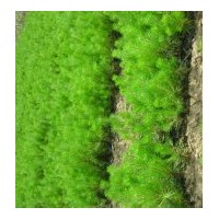 出售3年生油松營(yíng)養(yǎng)缽苗