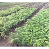 供應(yīng)海南黃花梨 35到50cm高