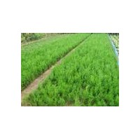 供應(yīng)側(cè)柏苗