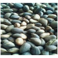 供應(yīng)白皮松籽、油松籽、華山松籽、黑松籽、