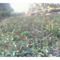 大量供應(yīng)自產(chǎn)苗木 實(shí)生桂花苗 200萬株