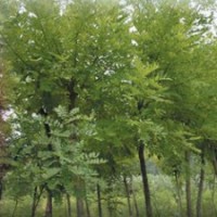 供應(yīng)刺槐樹 白榆 松樹