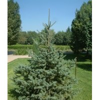 云杉樹種供應(yīng)