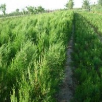 大量供應(yīng)側(cè)柏苗