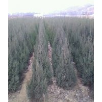 榆林樟子松，圓柏出售