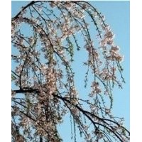 櫻花，綠化苗木