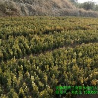 大量供應紅葉李小苗-紫薇小苗-香樟小苗-桂花小苗-樸樹小苗-國槐