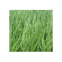 售龍柏三年苗 冠25-30，高50CM