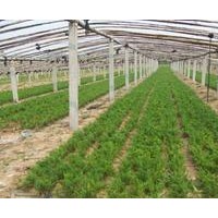 龍柏嫁接苗.移栽兩年苗