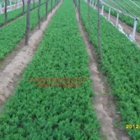 龍柏嫁接苗0.28元