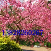 供應(yīng)泰國櫻花