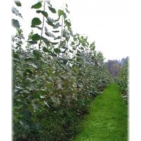 出售各規(guī)格楊樹苗