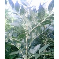 供應東紅歐洲白蠟小苗慶云東紅歐洲白蠟小苗