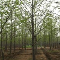 邳州銀杏最新價(jià)格