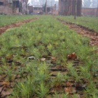 【山西春恒苗木】供應(yīng)大量白皮松小苗