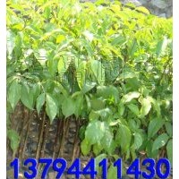 幌傘楓苗,黃花梨苗(降香黃檀苗),柚木苗,沉香苗,黑木相思苗,鐵刀