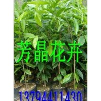 沉香苗,黑木相思苗,南方紅豆杉苗,桉樹苗,幌傘楓苗,土沉香,桃花心