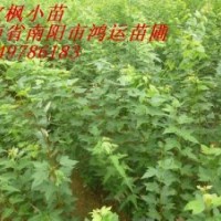 常年供應北欒，木瓜，元寶楓，杜仲小苗，辛夷，流蘇種子。