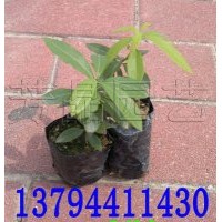 楠木苗 閩楠苗 楨楠苗 楠木樹苗 楠木種子 紫楠木苗