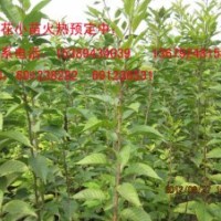 供應(yīng)櫻花苗、兩年生櫻花苗、1.5米定植櫻花苗