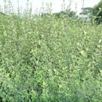 供應(yīng) 水蠟苗