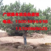 供應白皮松小苗，白皮松樹，白皮松小苗山西，白皮松樹產地