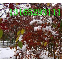 木瓜海棠.垂絲海棠.鉆石海棠.西府海棠