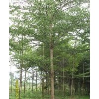 小葉懶人 漳州苗木市場購銷中心