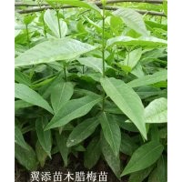 臘梅苗蠟梅苗臘梅花小苗臘梅樹苗寒梅苗苗木批發(fā)