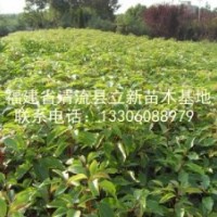 供應(yīng)香樟苗