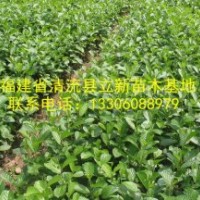 供應(yīng)光皮樺苗