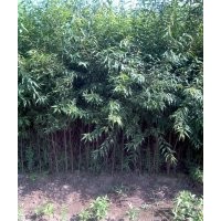 大量供應三角楓  糖槭  京桃