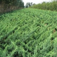 沙地柏、香花槐、紅王子錦帶規(guī)格齊全