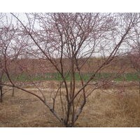 山桃苗 毛桃苗 叢生山桃