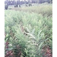 供應國槐小苗 國槐小苗 國槐小苗 國槐小苗價格