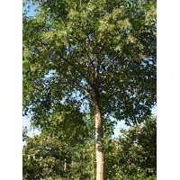 大量供應(yīng)各種規(guī)格大葉女貞 嫁接銀杏樹，紫薇