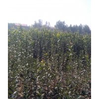 出售大葉女貞等綠化苗木