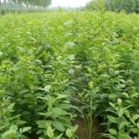 速生白蠟小苗，速生國槐小苗，半成品（悶子）