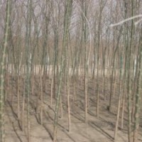 速生柳 速生柳基地 速生柳苗圃 速生柳綠化苗木