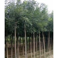 供應(yīng)國(guó)槐 刺槐 紫穗槐 香花槐 黃金槐