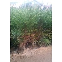 白皮松基地 白皮松價(jià)格