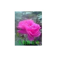 供應(yīng)帶營養(yǎng)缽的大花薔薇