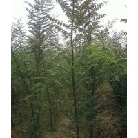 售：1-2-3-公分國槐