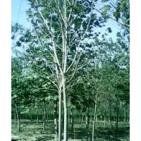 毛白楊國槐柳樹千頭椿