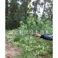 供應(yīng)1米5高野生柳杉樹(shù)小苗杉樹(shù)苗 柳杉苗 柳杉種子價(jià)格