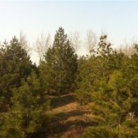 山西白皮松，營養(yǎng)杯油松，工程國槐，油松，國槐小苗