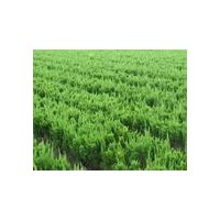 處理側(cè)柏苗-山東側(cè)柏-泰安側(cè)柏 -側(cè)柏基地廠家報價