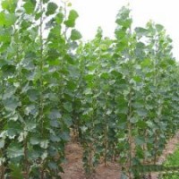 大量供應(yīng)速生楊、毛白楊、法桐、白蠟、五角楓