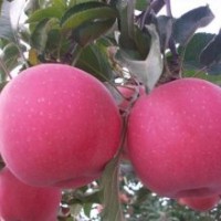 大量出售各種苗木果樹苗,綠化苗